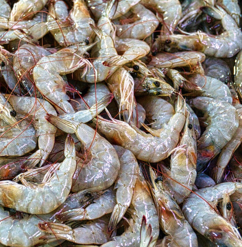 prawns raw
